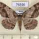 76556p Geometridae Hypomecis crassestrigata f Primorye $9