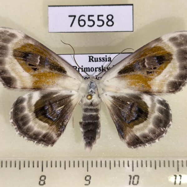 Geometridae Problepsis phoebearia f Primorye