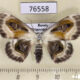 76558p Geometridae Problepsis phoebearia f Primorye $7