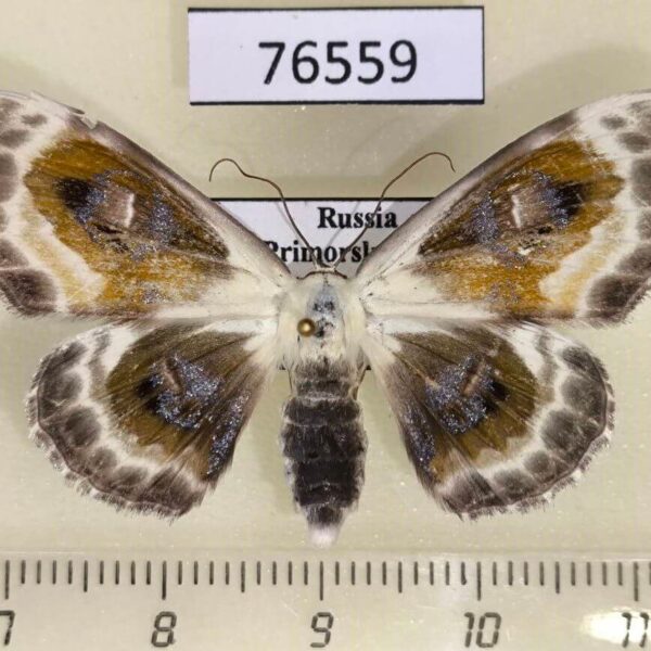 Geometridae Problepsis phoebearia f Primorye