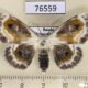 76559p Geometridae Problepsis phoebearia f Primorye $7