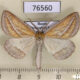 76560p Geometridae Chariaspilates formosaria Primorye $8