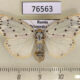 76563p Arctiidae Stigmatophora micans f Primorye $8