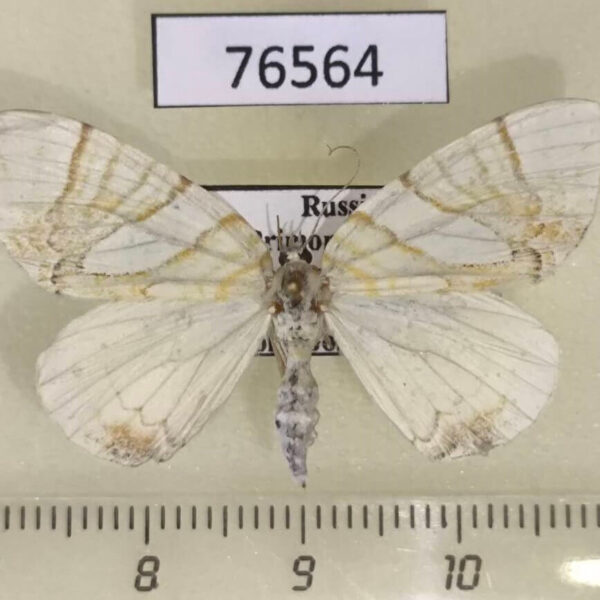 Geometridae Eulithis convergenata f Primorye