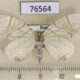 76564p Geometridae Eulithis convergenata f Primorye $4