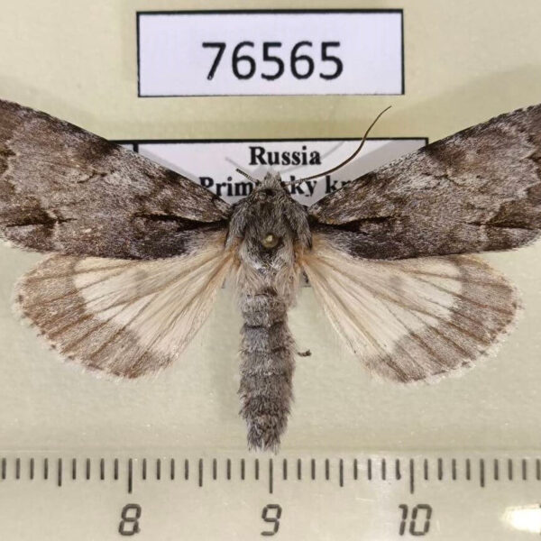 Noctuidae Acronicta sp. abberant Primorye