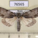 76565p Noctuidae Acronicta sp. abberant Primorye $20