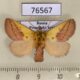 76567p Limacodidae Monema flavescens Primorye $5