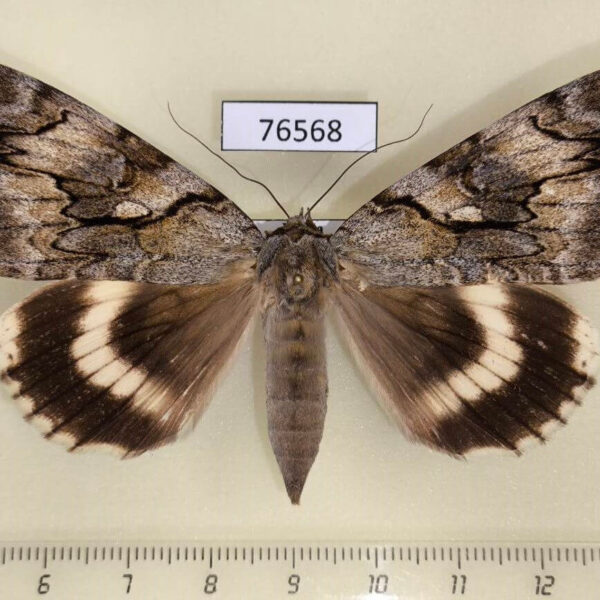Noctuidae Catocala lara f Primorye