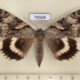 76568p Noctuidae Catocala lara f Primorye $12