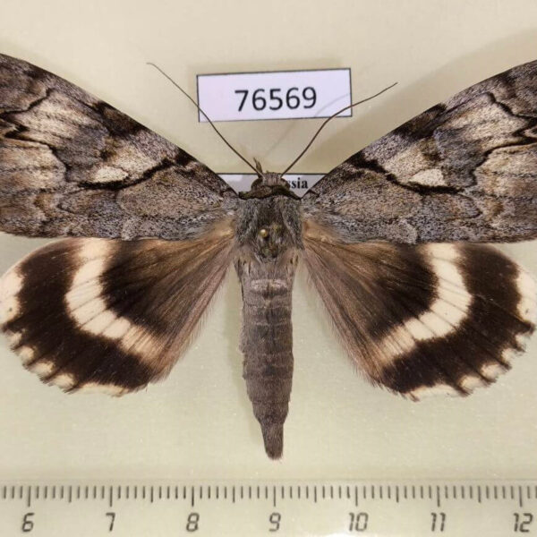 Noctuidae Catocala lara Primorye