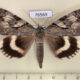 76569p Noctuidae Catocala lara Primorye $10