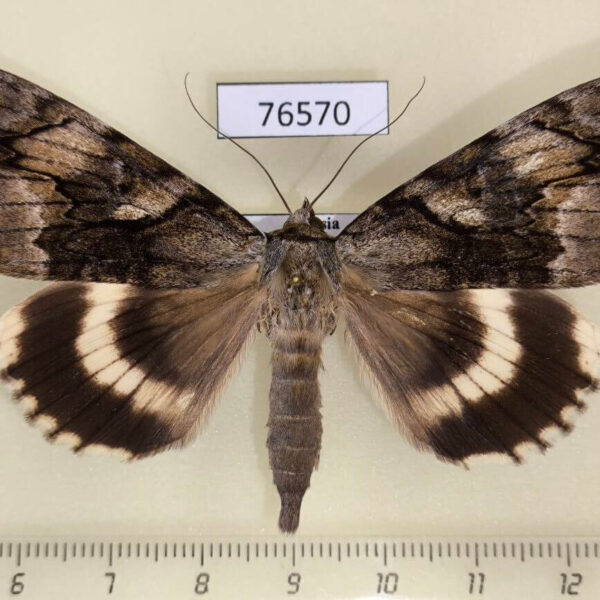 Noctuidae Catocala lara Primorye