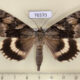 76570p Noctuidae Catocala lara Primorye $12
