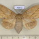 76572p Lasiocampidae Euthrix potatoria f Primorye $10