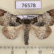 76578p Noctuidae Belciades niveola Primorye $4