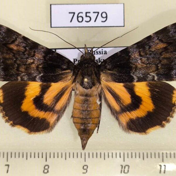 Noctuidae Catocala praegnax f Primorye