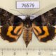 76579p Noctuidae Catocala praegnax f Primorye $10