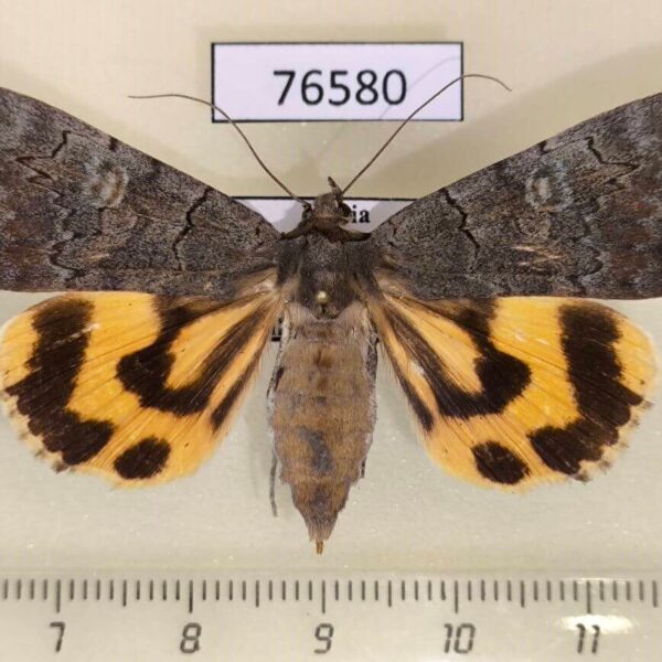 Noctuidae Catocala agitatrix f Primorye