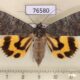 76580p Noctuidae Catocala agitatrix f Primorye $10