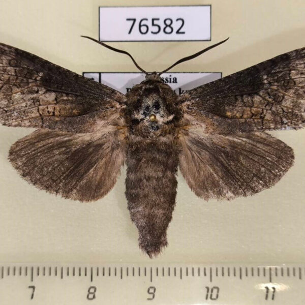 Cossidae Deserticossus tsingtauana Primorye
