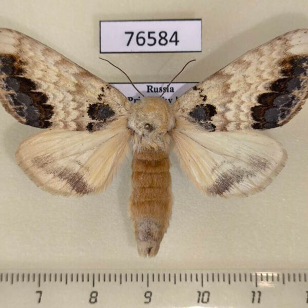 Notodontiidae Phalerae flavescens Primorye