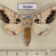 76584p Notodontiidae Phalerae flavescens Primorye $10