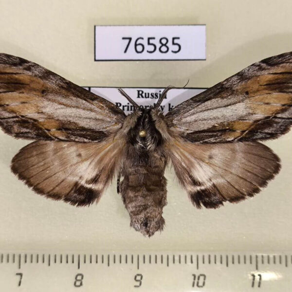 Notodontiidae Harpyia umbrosa f Primorye