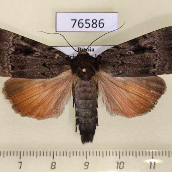 Noctuidae Amphipyra surnia Primorye