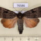 76586p Noctuidae Amphipyra surnia Primorye $7