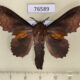 76589p Lasiocampidae Gastropacha orientalis Primorye $10