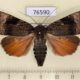 76590p Noctuidae Amphipyra surnia Primorye $9