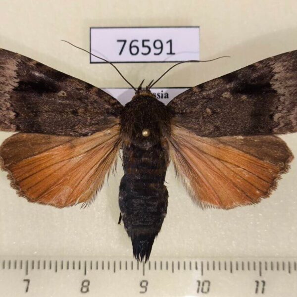 Noctuidae Amphipyra surnia Khabarovsk reg.