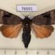 76591p Noctuidae Amphipyra surnia Khabarovsk reg. $9