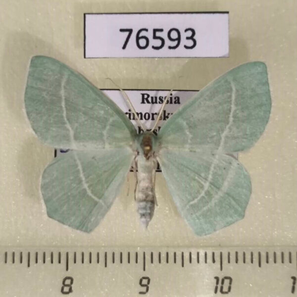 Geometridae Hemistola zimmermanni Primorye