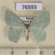76593p Geometridae Hemistola zimmermanni Primorye $7
