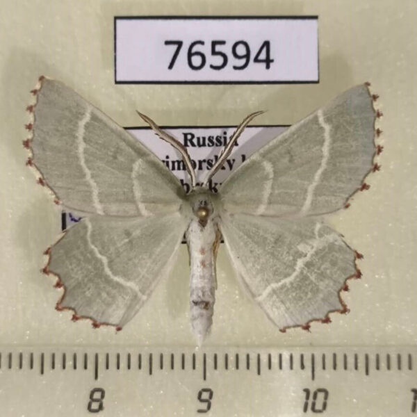 Geometridae Thalera fimbrialis Primorye