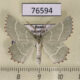 76594p Geometridae Thalera fimbrialis Primorye $7