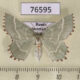 76595p Geometridae Thalera fimbrialis f Primorye $8