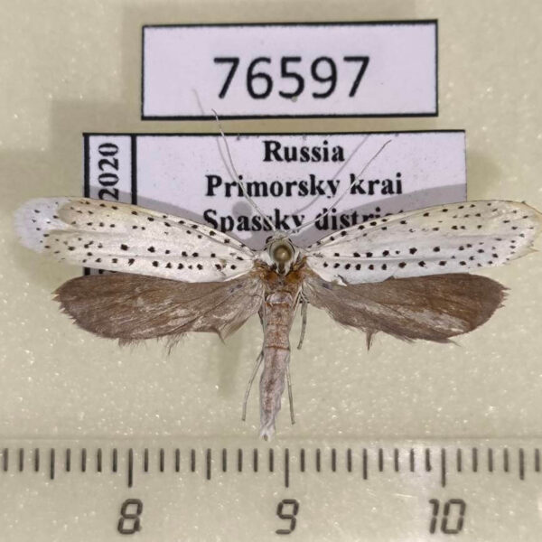 Yponomeutidae Yponomeuta malinellus Primorye