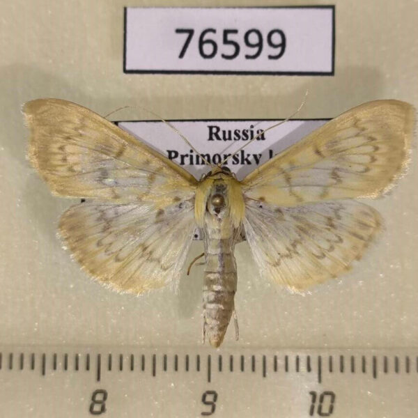 Crambidae Patania ruralis Primorye
