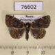 76602p Noctuidae Diomea cremata Primorye $7