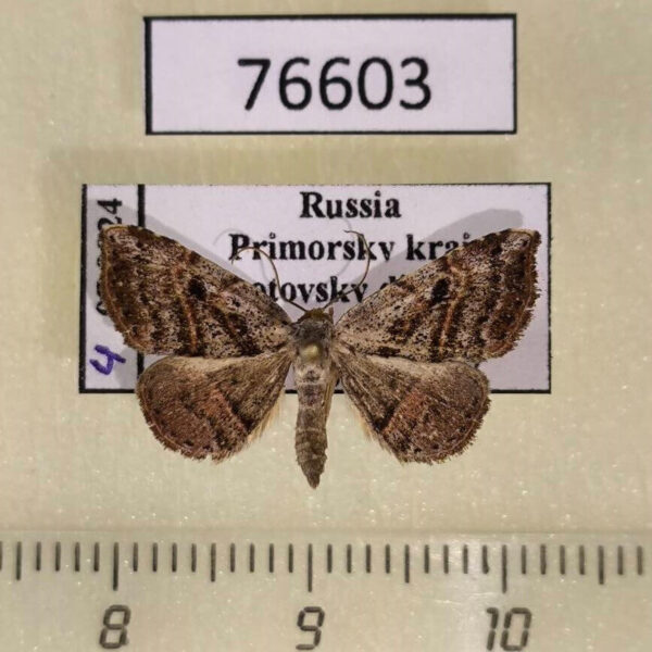 Noctuidae Laspeyria subrosea Primorye