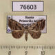 76603p Noctuidae Laspeyria subrosea Primorye $12