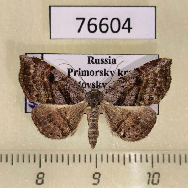 Noctuidae Laspeyria subrosea Primorye