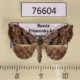 76604p Noctuidae Laspeyria subrosea Primorye $12