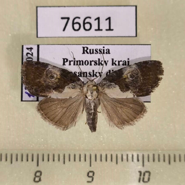 Noctuidae Negritothripa hampsoni Primorye