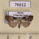 76612p Noctuidae Negritothripa hampsoni Primorye $9