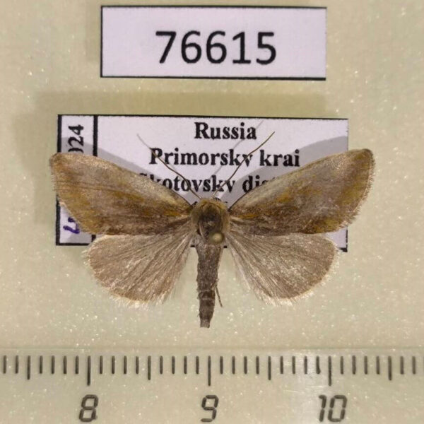 Noctuidae Iragaodes nobilis Primorye