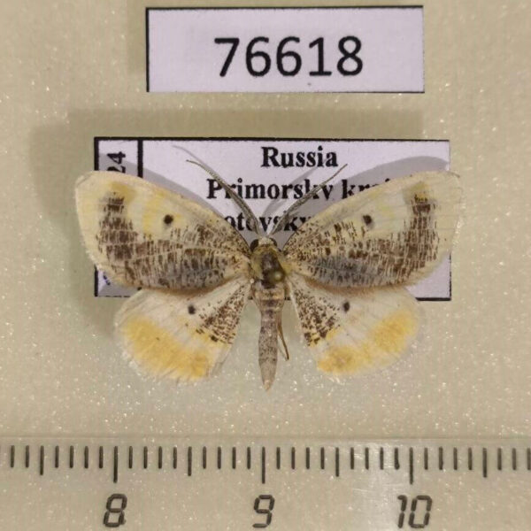 Geometridae Euchristophia cumulata Primorye
